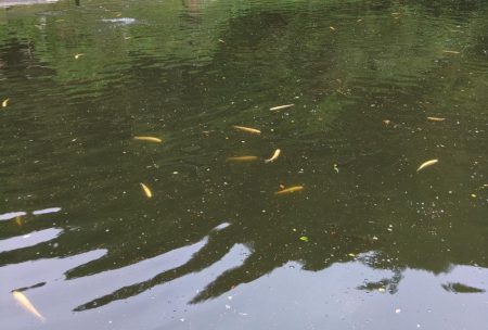 アルビノ祭り ～平谷湖フィッシングスポット～